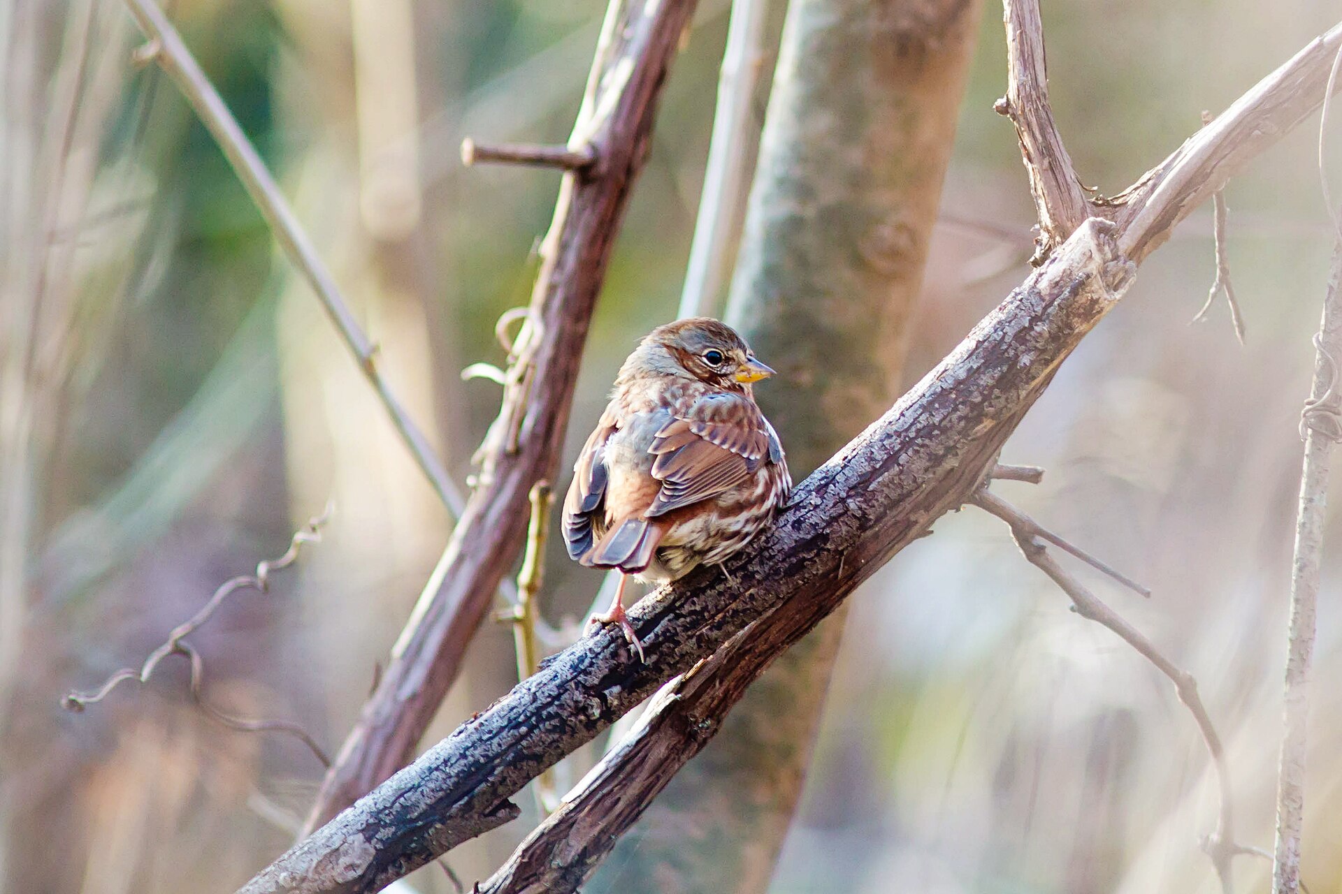 A fox sparrow, Passerella iliaca, in Overton Park, Memphis, Tennessee