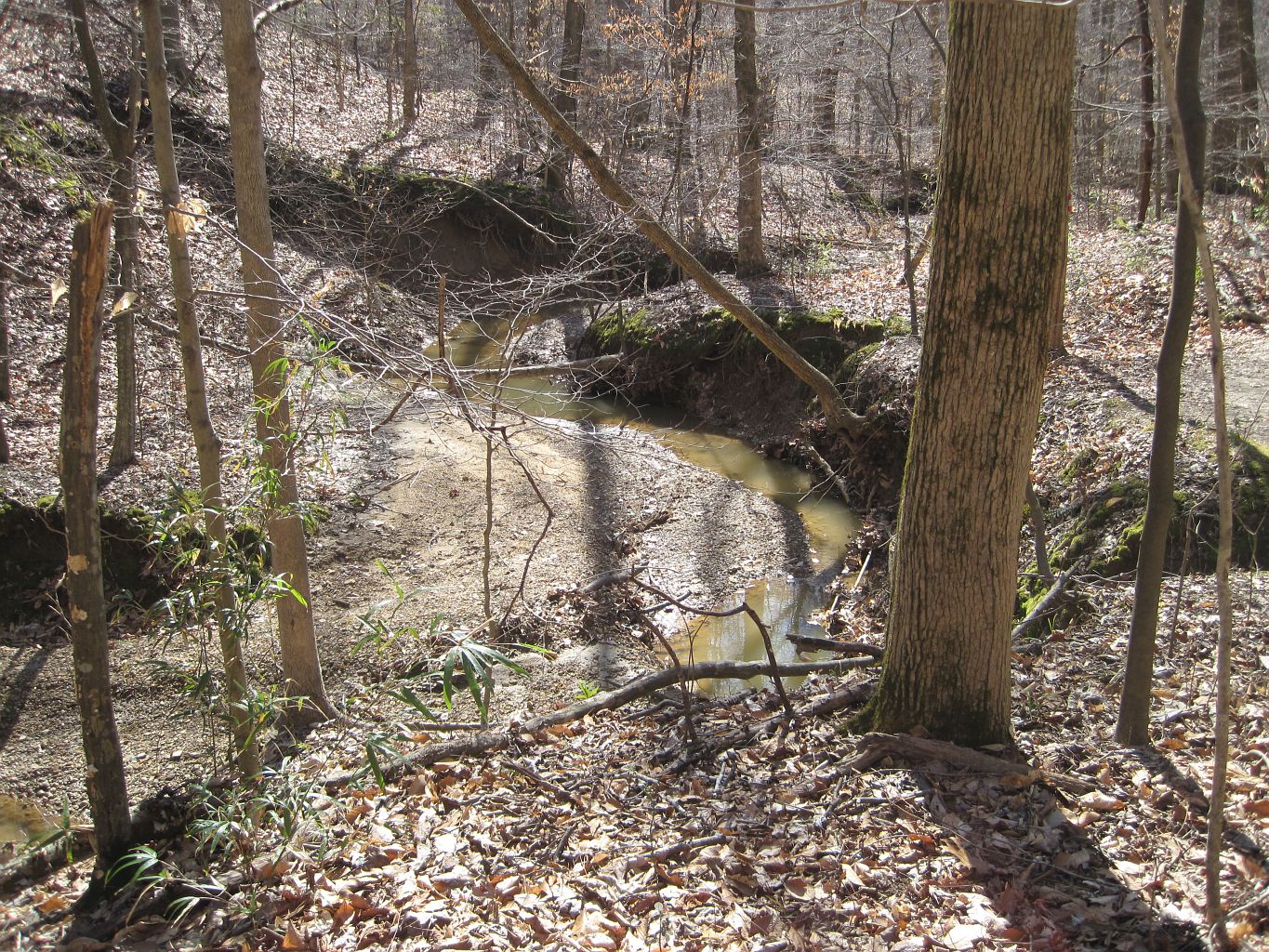 Woodland scenery in Meeman-Shelby Forest State Park, Shelby County, Tennessee
