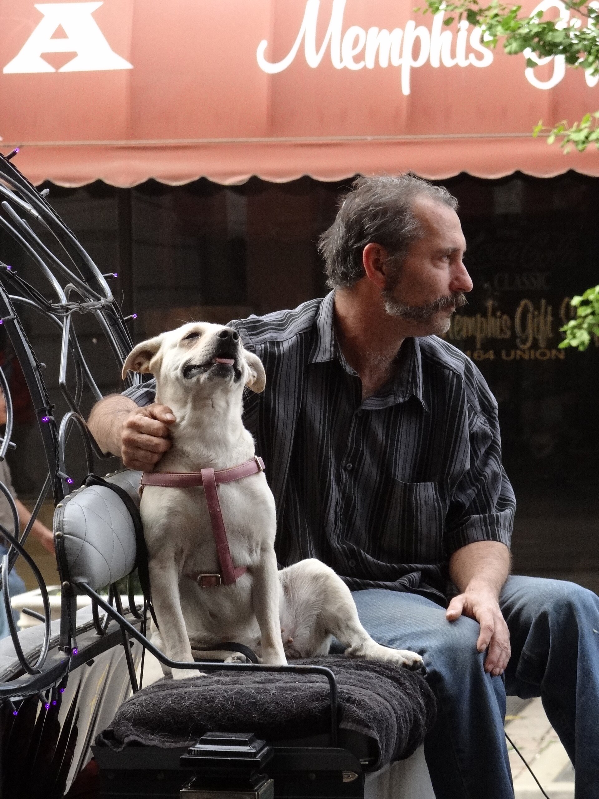 A hansom cab driver and dog outside the Peabody Hotel in downtown Memphis, Tennessee