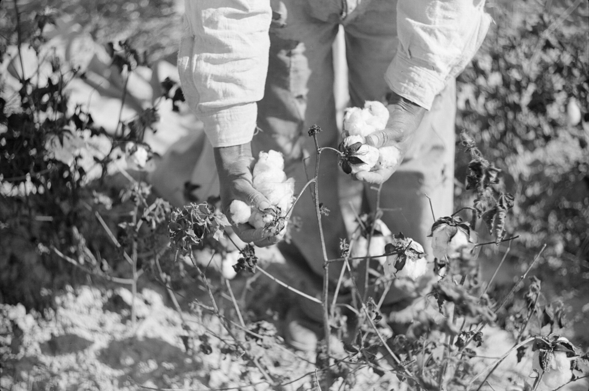Workers picking cotton on a plantation outside Clarksdale in the Mississippi Delta