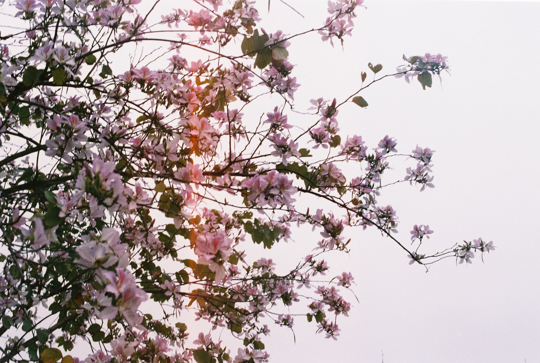Cherry blossoms blooming on branches against a clear spring sky
