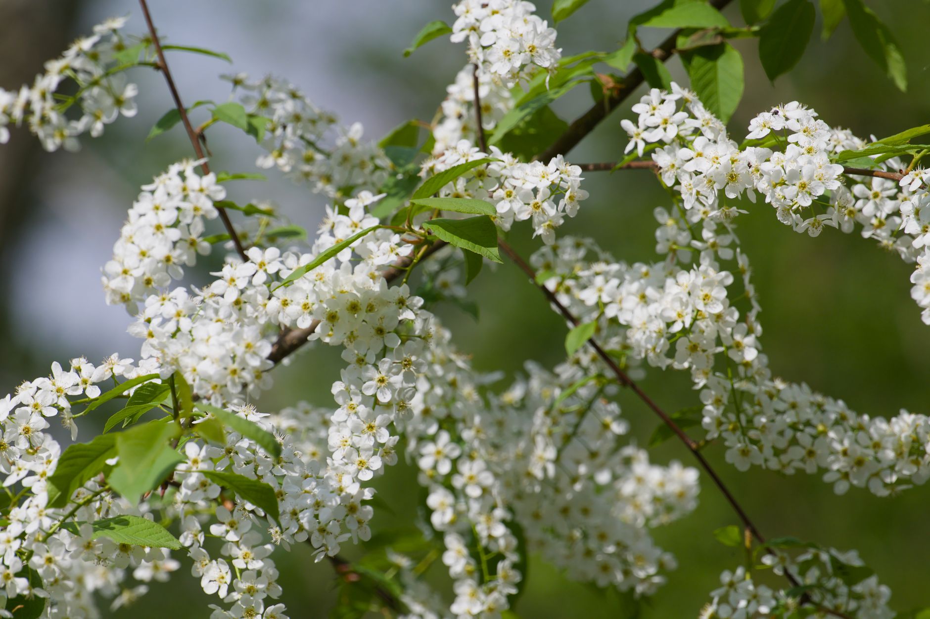 Close up of white blossoms on a tree branch in spring sunlight