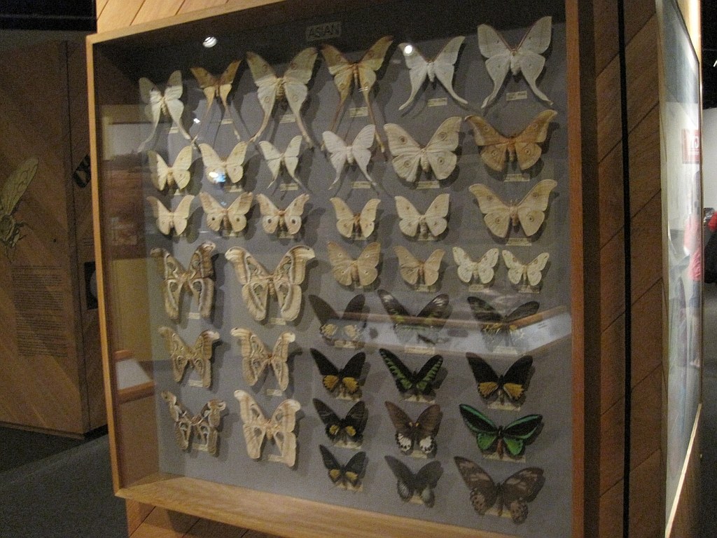 Cases of mounted butterflies on display at the Pink Palace Museum in Memphis