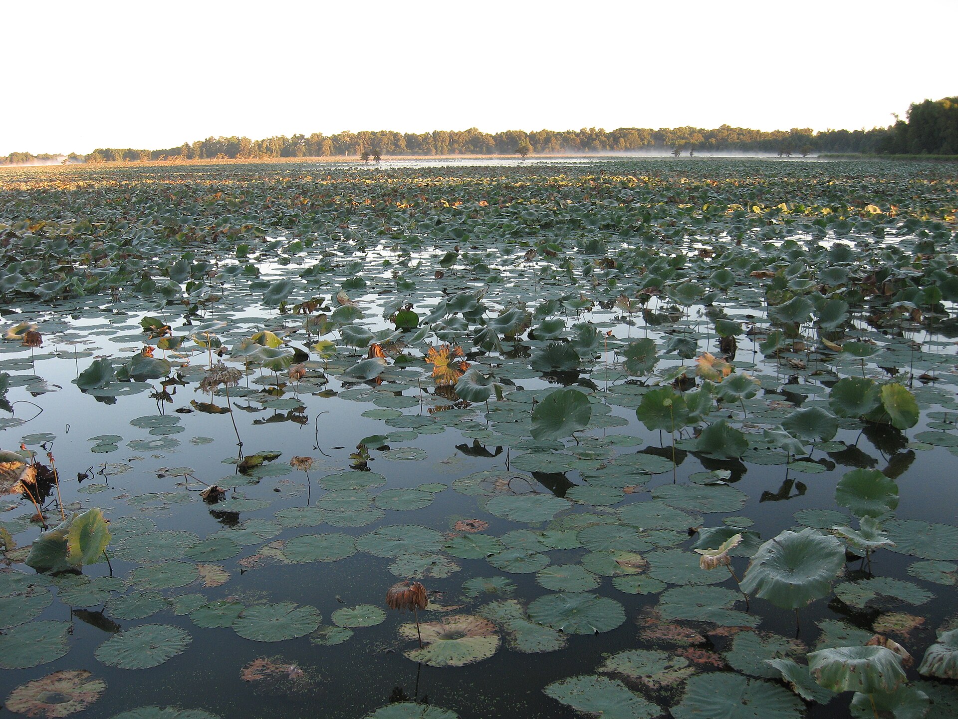 Reelfoot Lake near Samburg, Tennessee