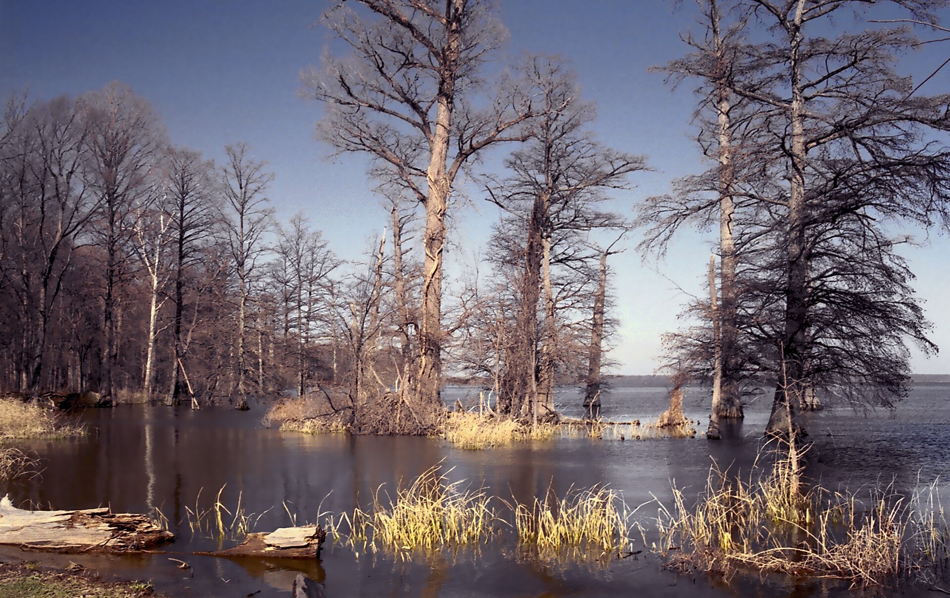 View across the waters of Reelfoot Lake