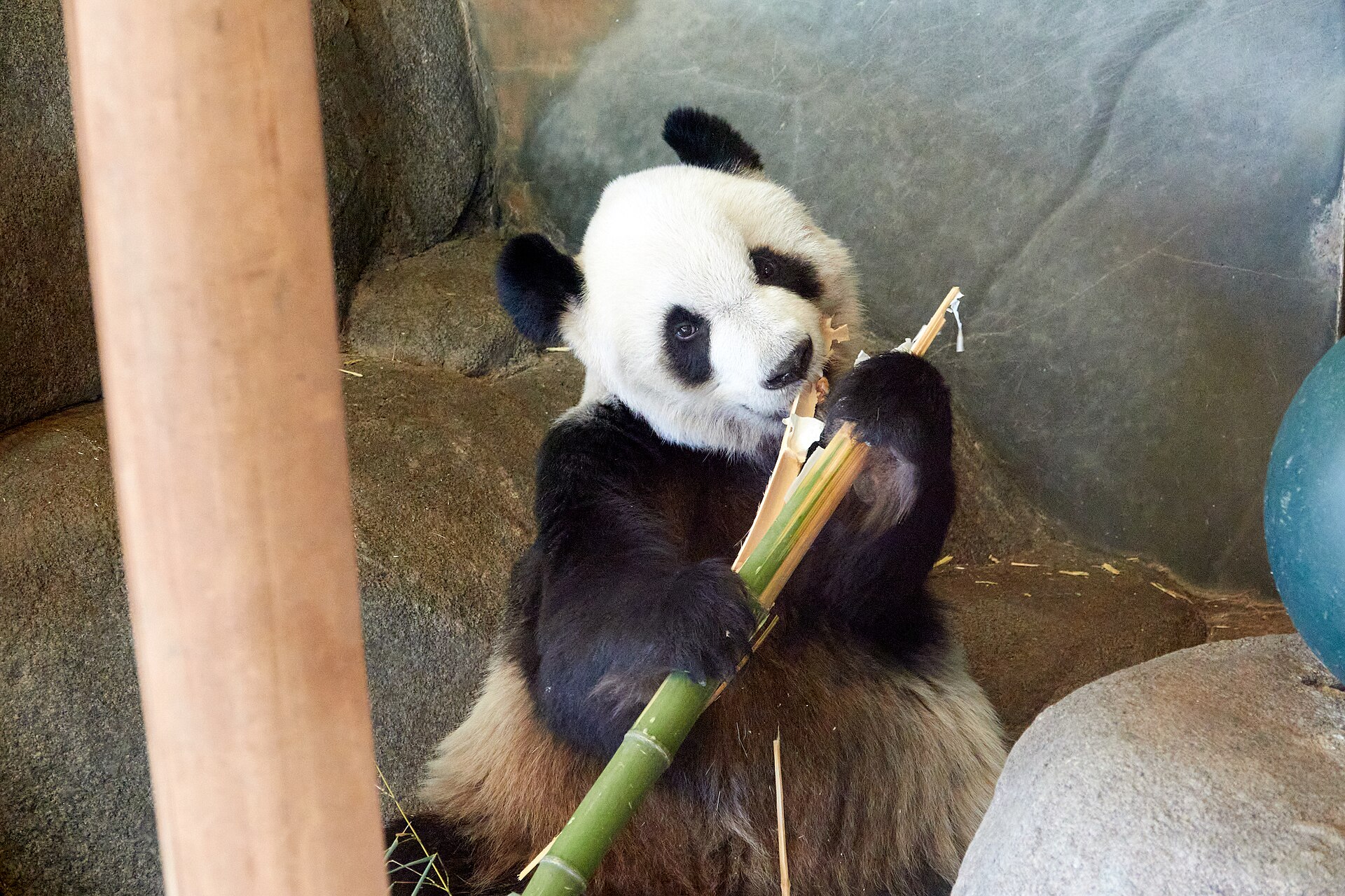 An animal enclosure at the Memphis Zoo