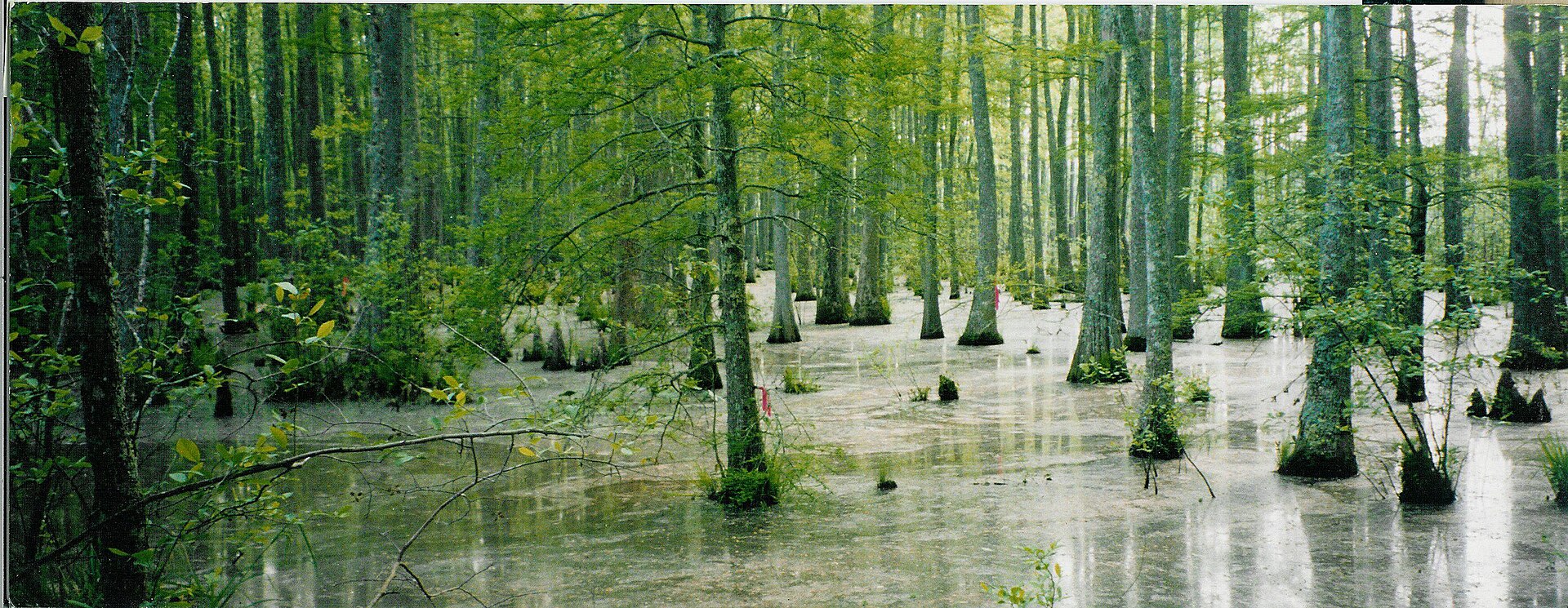 Wolf River swamp in north Mississippi